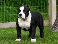 Eclipse, a female American Bully for sale in Boyceville, WI – 6 of 9