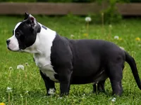 Eclipse, a female American Bully for sale in Boyceville, WI – 3 of 9