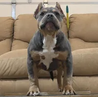 Doc Pawliday, a male American Bully for sale in Boyceville, WI – 3 of 8