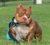 Doc Pawliday, a male American Bully for sale in Boyceville, WI – 7 of 8