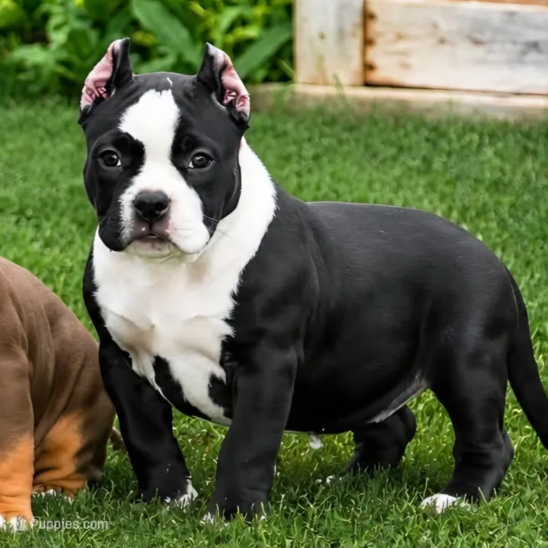Eclipse – American Bully puppy for sale in Boyceville, WI