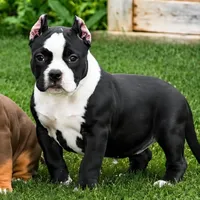 Eclipse, a female American Bully for sale in Boyceville, WI – 1 of 9