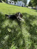 Daisy, a female Beagle for sale in Silver Lake, IN – 2 of 2