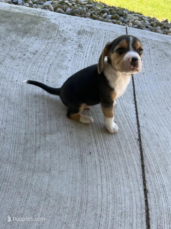 Rosco – Beagle puppy for sale in Silver Lake, IN