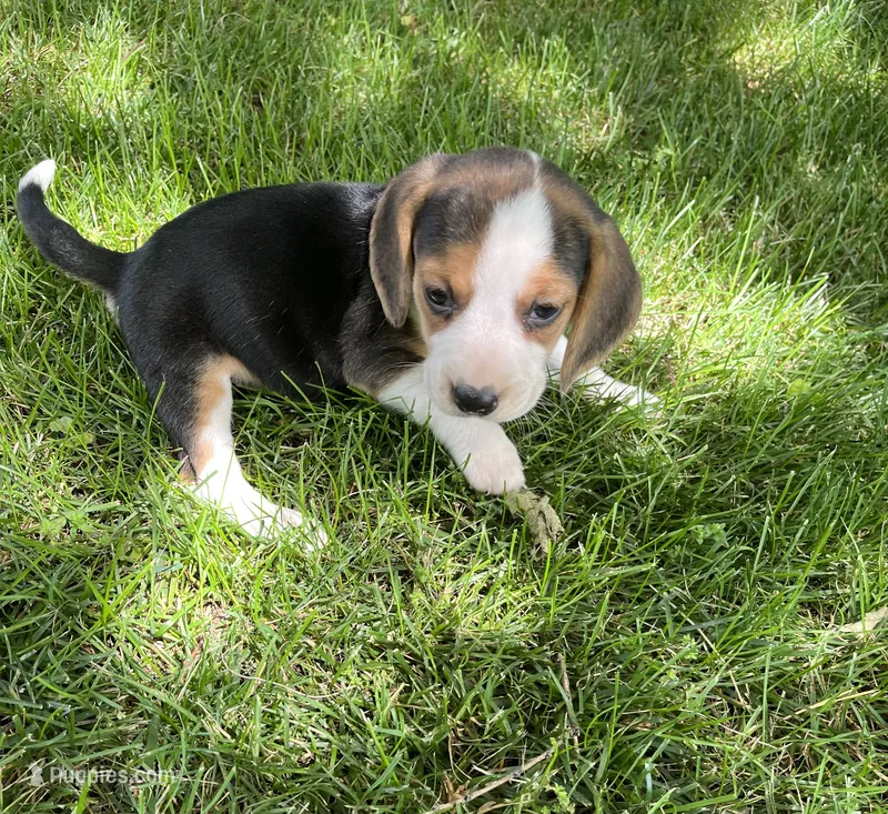 Daisy – Beagle puppy for sale in Silver Lake, IN