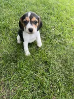 Ruby, a female Beagle for sale in Silver Lake, IN – 2 of 2