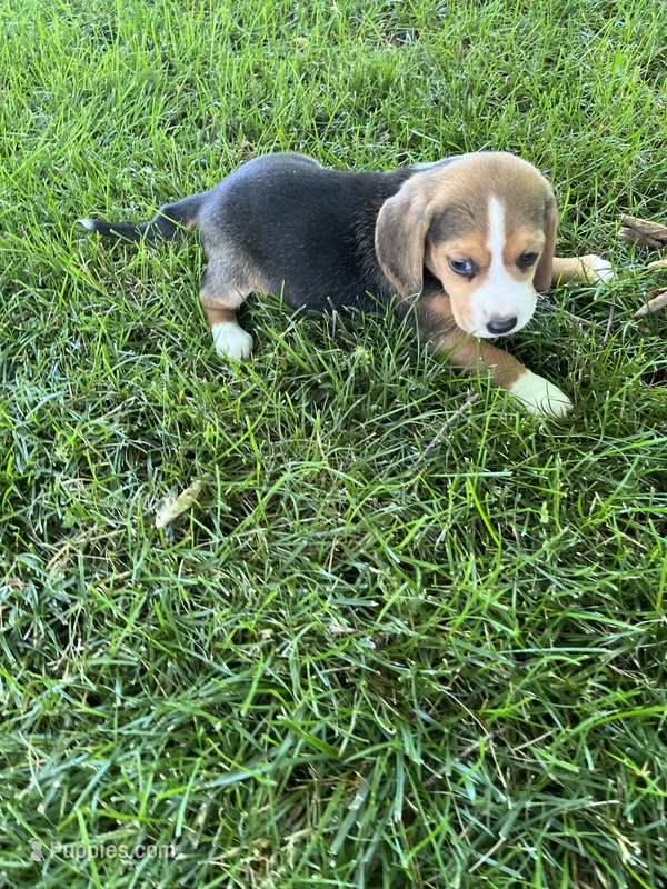 Sage – Beagle puppy for sale in Silver Lake, IN