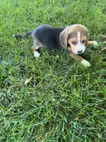Sage, a female Beagle for sale in Silver Lake, IN – 1 of 2