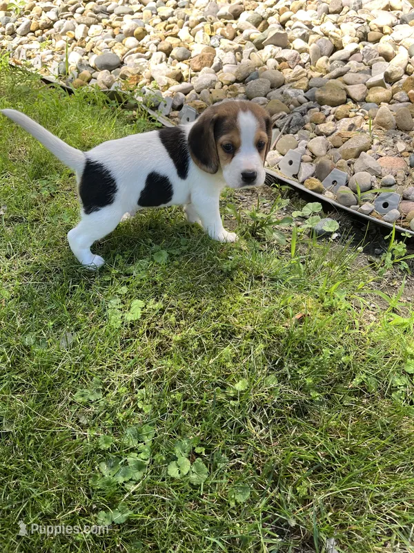 Milo – Beagle puppy for sale in Silver Lake, IN