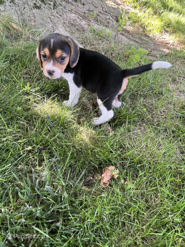 Sassy – Beagle puppy for sale in Silver Lake, IN