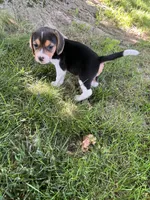 Sassy, a female Beagle for sale in Silver Lake, IN – 1 of 2
