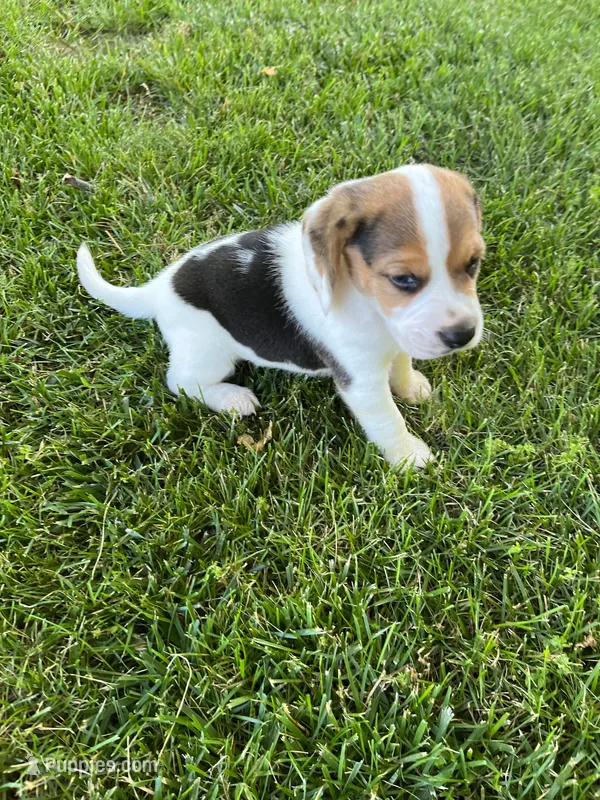 Winston – Beagle puppy for sale in Silver Lake, IN