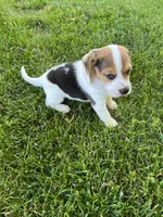 Winston, a male Beagle for sale in Silver Lake, IN – 1 of 1
