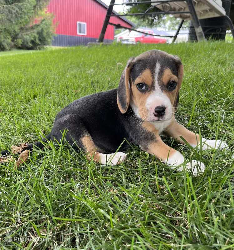 Rosco – Beagle puppy for sale in Silver Lake, IN