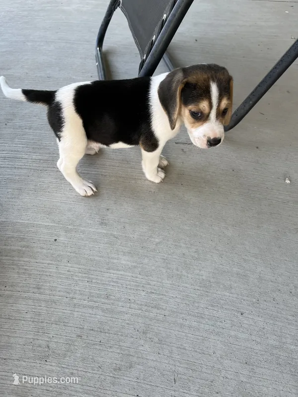 Trampus – Beagle puppy for sale in Silver Lake, IN