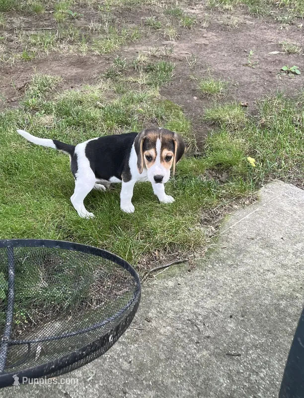 Trampus – Beagle puppy for sale in Silver Lake, IN