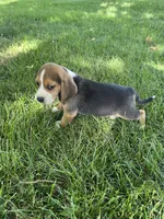 Sage, a female Beagle for sale in Silver Lake, IN – 2 of 2