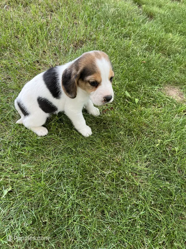 Milo – Beagle puppy for sale in Silver Lake, IN
