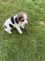 Milo, a male Beagle for sale in Silver Lake, IN – 1 of 1