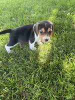 Sassy, a female Beagle for sale in Silver Lake, IN – 2 of 2