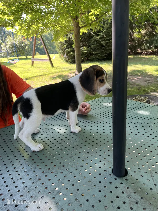 Trampus – Beagle puppy for sale in Silver Lake, IN