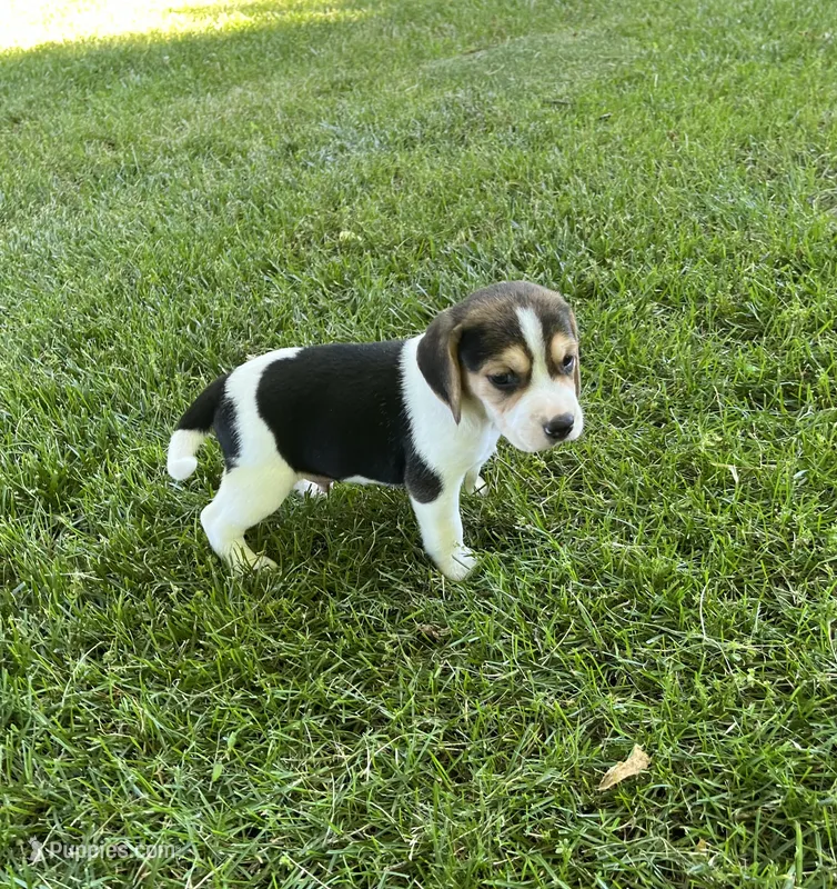 Trampus – Beagle puppy for sale in Silver Lake, IN
