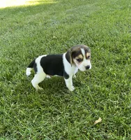 Trampus, a male Beagle for sale in Silver Lake, IN – 1 of 1