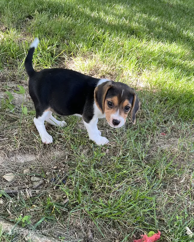 Ruby – Beagle puppy for sale in Silver Lake, IN
