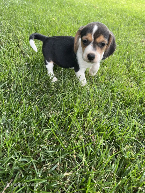 Ruby – Beagle puppy for sale in Silver Lake, IN