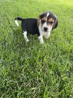 Ruby, a female Beagle for sale in Silver Lake, IN – 1 of 2