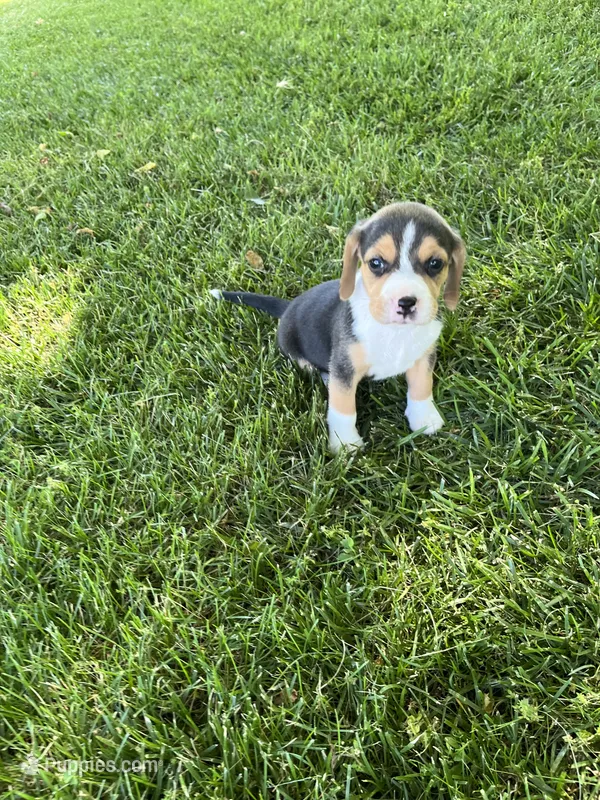 Rosco – Beagle puppy for sale in Silver Lake, IN