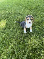 Rosco, a male Beagle for sale in Silver Lake, IN – 1 of 1