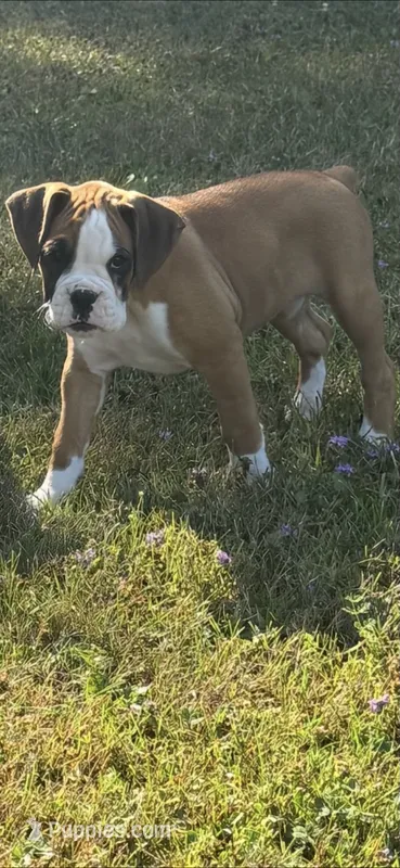 Rylee – Boxer puppy for sale in Reedsville, WI