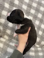 Hudson, a male Boxer for sale in Reedsville, WI – Photo 3 of 6