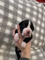 Hudson, a male Boxer for sale in Reedsville, WI – Photo 1 of 6