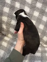 Hudson, a male Boxer for sale in Reedsville, WI – Photo 4 of 6