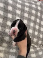 Hudson, a male Boxer for sale in Reedsville, WI – Photo 2 of 6