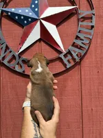 Riah, a female Boxer for sale in Reedsville, WI – 4 of 4