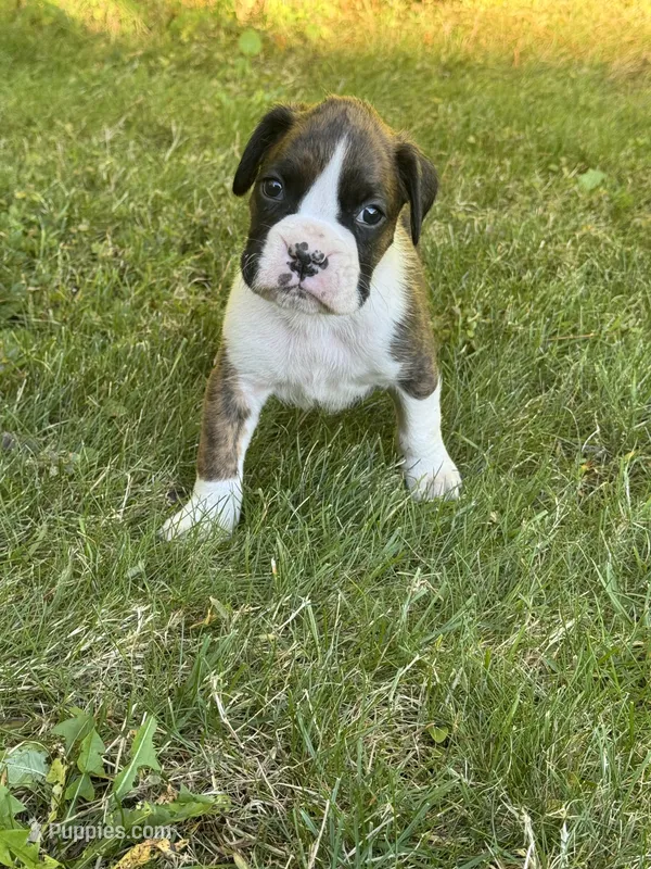 Harley – Boxer puppy for sale in Reedsville, WI