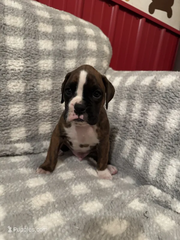 Hugo – Boxer puppy for sale in Reedsville, WI