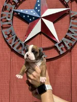 Riah, a female Boxer for sale in Reedsville, WI – 2 of 4