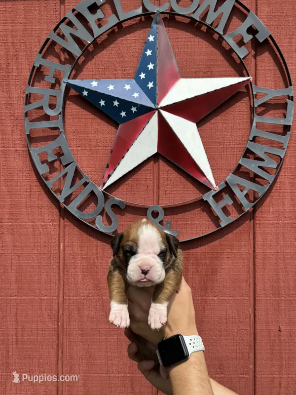 Rylee – Boxer puppy for sale in Reedsville, WI
