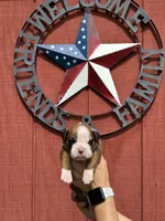 Rylee, a female Boxer for sale in Reedsville, WI – 1 of 3