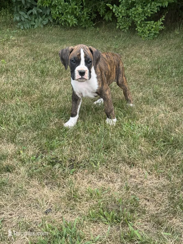 Hutch – Boxer puppy for sale in Reedsville, WI