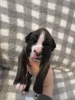 Hank, a male Boxer for sale in Reedsville, WI – Photo 1 of 4