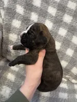 Hank, a male Boxer for sale in Reedsville, WI – Photo 2 of 4