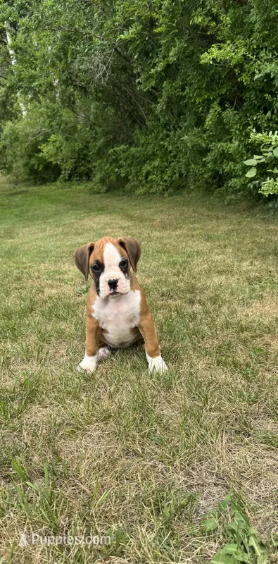 Rylee – Boxer puppy for sale in Reedsville, WI