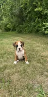 Rylee, a female Boxer for sale in Reedsville, WI – 2 of 7