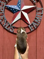 Hudson, a male Boxer for sale in Reedsville, WI – 3 of 4