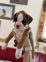 Rylee, a female Boxer for sale in Reedsville, WI – 4 of 7